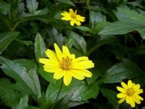 美洲蟛蜞菊 美洲蟛蜞菊