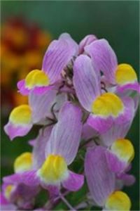 柳穿魚屬 柳穿魚屬