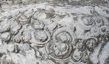 重慶酉陽發現大面積寒武紀疊層石