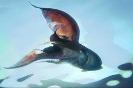 毯子章魚 毯子章魚