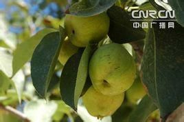 新疆瓜果 新疆瓜果