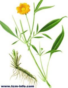 線葉金雞菊 線葉金雞菊