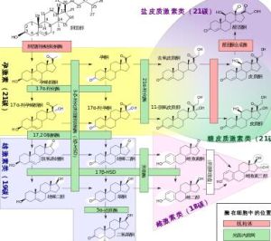 合成類固醇 合成類固醇