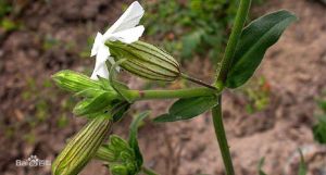 叢林蠅子草 叢林蠅子草
