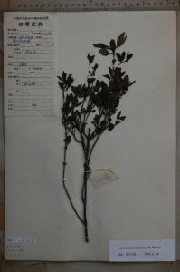 北川野丁香 北川野丁香