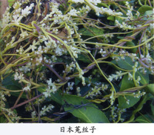 日本菟絲子