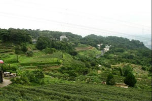 《貓空愛情故事》