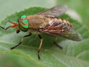 泌尿生殖道蠅蛆