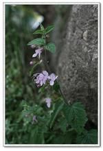 紫萼秦嶺香科科 紫萼秦嶺香科科