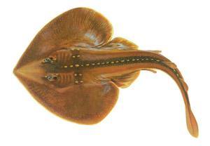 團扇鰩科 團扇鰩科