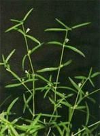 長梗白花蛇舌草