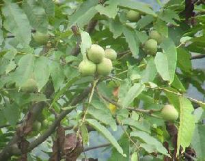 （圖）支柱產業(核桃) 