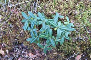 開花矮陀陀 開花矮陀陀