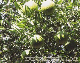 綠衣枳殼[綠衣枳殼]