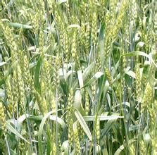 克春2號 克春2號