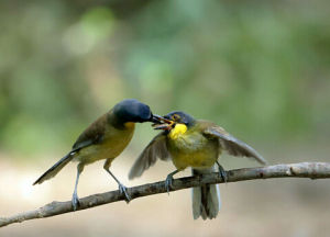 黃喉啄木鳥 黃喉啄木鳥