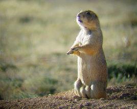 墨西哥土撥鼠 墨西哥土撥鼠