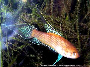 潘安鬥魚 潘安鬥魚