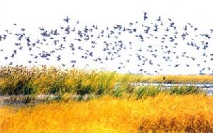 白城經濟開發區