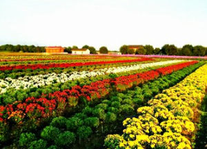 壯觀垂頭菊 壯觀垂頭菊