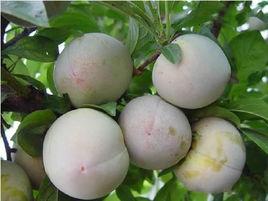 美國杏李味帝 美國杏李味帝