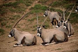 重慶永川動物園 重慶永川動物園