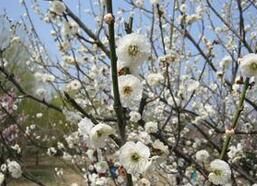 瀘水山梅花 瀘水山梅花