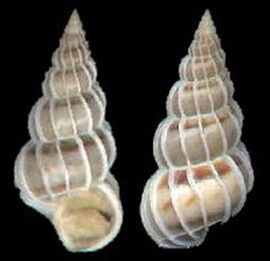 高腰鍬形海螄螺