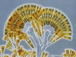 扇形擬伊藻 扇形擬伊藻