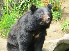 日本黑熊 日本黑熊