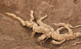 抗癌中藥 抗癌中藥