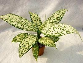 特納萬年青 特納萬年青