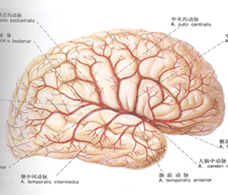 小兒急性顱內壓增高症 小兒急性顱內壓增高症