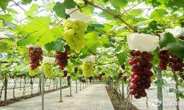 蕭縣葡萄主題公園 蕭縣葡萄主題公園