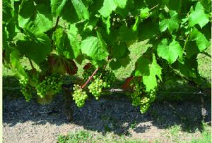 瑪久思酒莊葡萄園