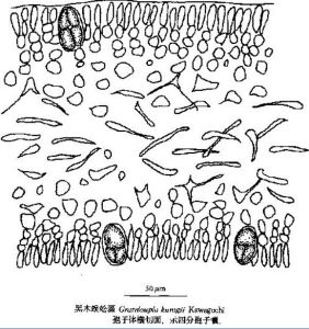 黑木蜈蚣藻 黑木蜈蚣藻