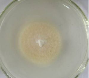 球孢白僵菌BbOVchit1 球孢白僵菌BbOVchit1