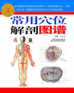 常用穴位解剖圖譜 常用穴位解剖圖譜