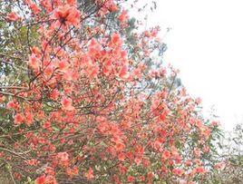 飛焰橫天 飛焰橫天