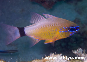 環天竺鯛 環天竺鯛