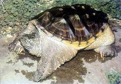 佛羅里達咬龜 佛羅里達咬龜