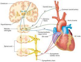 神經興奮 神經興奮