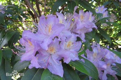 張口杜鵑（亞種）