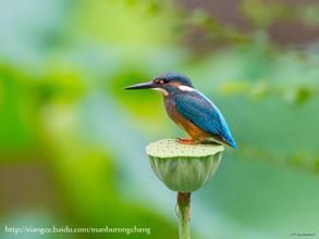 小翠鳥屬 小翠鳥屬