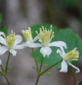 粗齒鐵線蓮 粗齒鐵線蓮
