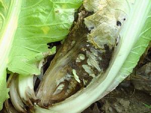 茼蒿猝倒病 茼蒿猝倒病