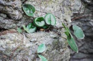 地花細辛 地花細辛