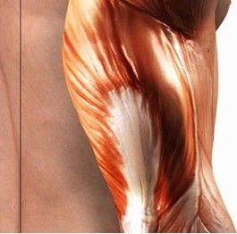 納米肌肉 納米肌肉