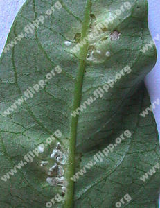 蕹菜白銹 蕹菜白銹