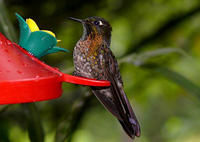 紫輝尾蜂鳥 紫輝尾蜂鳥